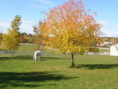 2008_1011AZ